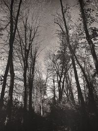 Bare trees in forest