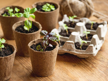 Basil seedlings in biodegradable pots on  table. green plants in peat pots. agricultural seedlings