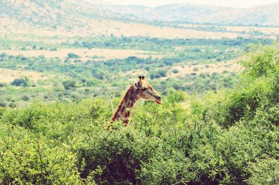 Giraffe on landscape  of national park, johannesburg