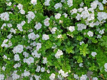 High angle view of white flowering plants