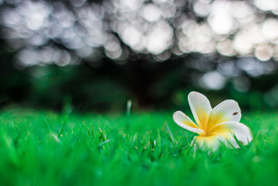 Close-up of fresh white flower in field