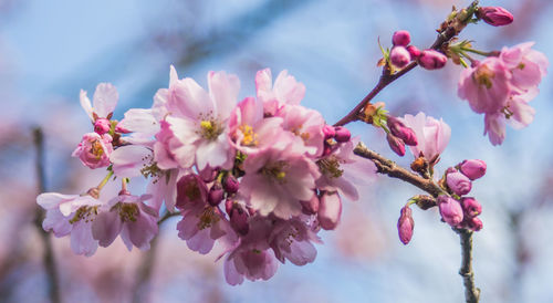 Close-up of pink flowers on branch