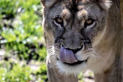 Close-up of a cat