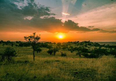 Scenic view of field against sky during sunset