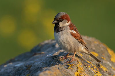 Close-up of bird perching on rock