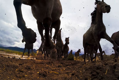 Horses on a field