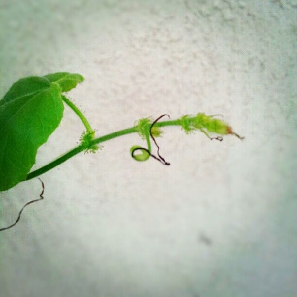 green color, leaf, close-up, one animal, plant, animals in the wild, focus on foreground, insect, animal themes, nature, wildlife, selective focus, stem, growth, green, day, twig, no people, outdoors, beginnings