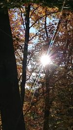 Low angle view of trees against sunlight