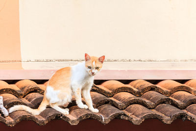 Portrait of cat sitting on wall