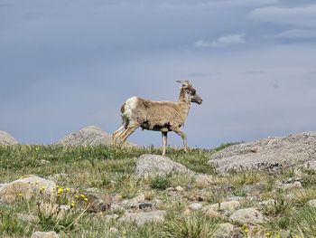 animal
