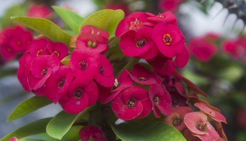 Close-up of pink flower