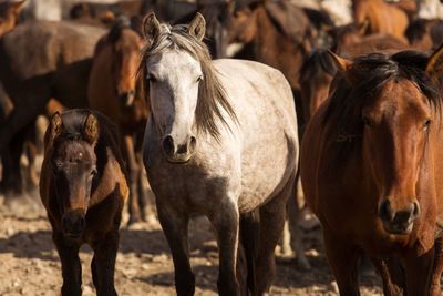 Horses in ranch