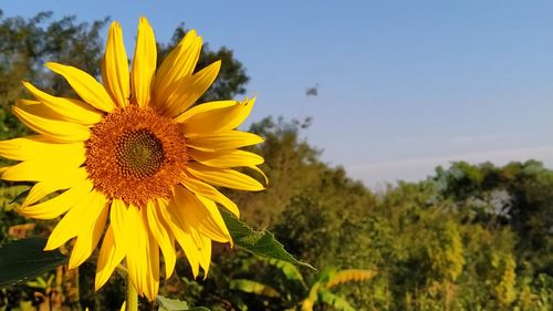 Close-up of sunflower on field against sky