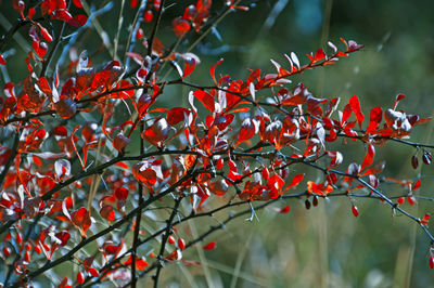 Close-up of red berries on tree