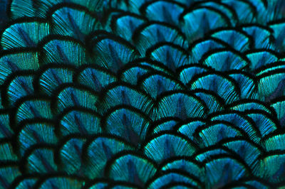 Close-up of the peacock feathers .macro blue feather, feather, bird, animal. macro photograph.