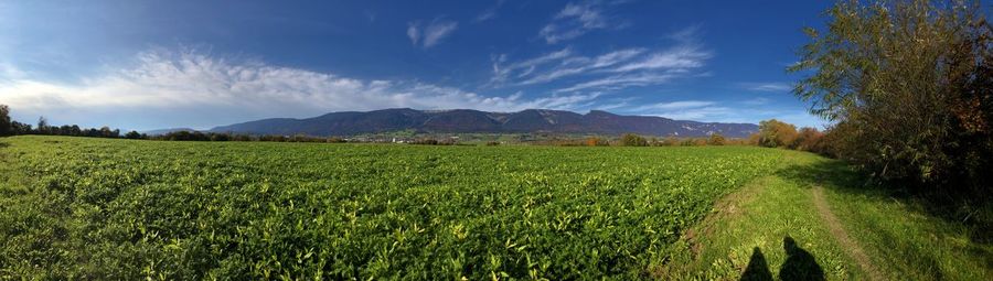 Scenic view of agricultural field against sky