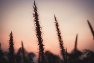 Close-up of stalks against sky during sunset