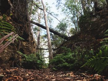 Low angle view of trees in forest