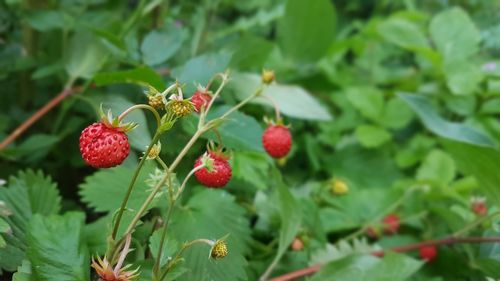 Close-up of red berries growing on plant