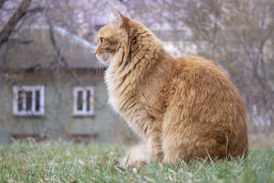 Cat looking away on field