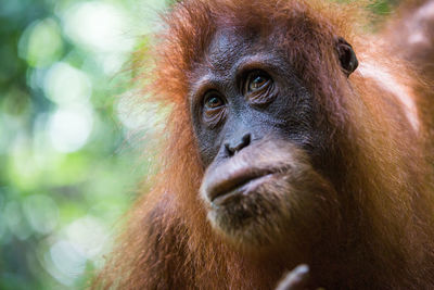 Close-up portrait of orangutan in forest