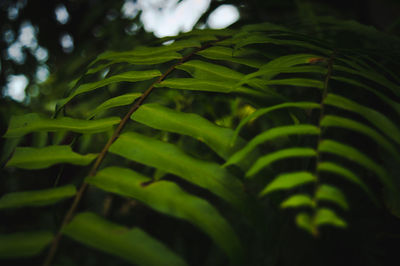 Close-up of fern leaves