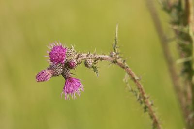 Close-up of purple thistle flower