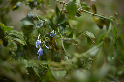 Close-up of purple flowering plant on land