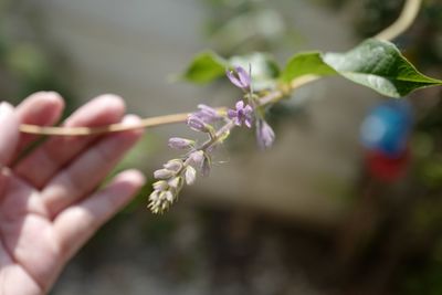 Close-up of hand holding purple flowering plant