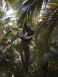 Low angle view of coconut palm tree