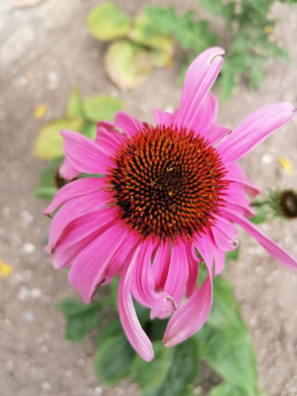 HIGH ANGLE VIEW OF PINK FLOWER ON PLANT