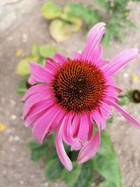 Close-up of pink flower