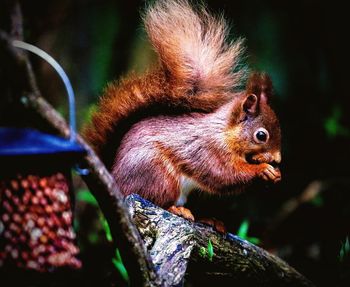 Close-up of squirrel on tree