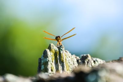 Close-up of insect