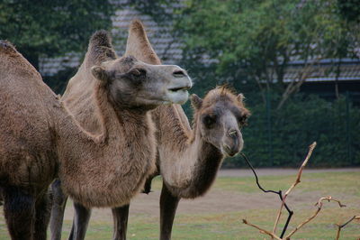 Camels in a field