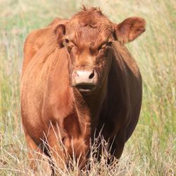 Portrait of a cow on field