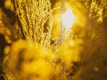 Sun shining through trees