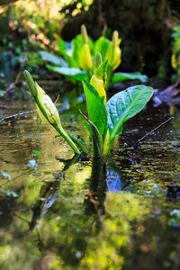 Close-up of leaves floating on water