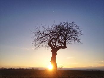 Silhouette of trees at sunset