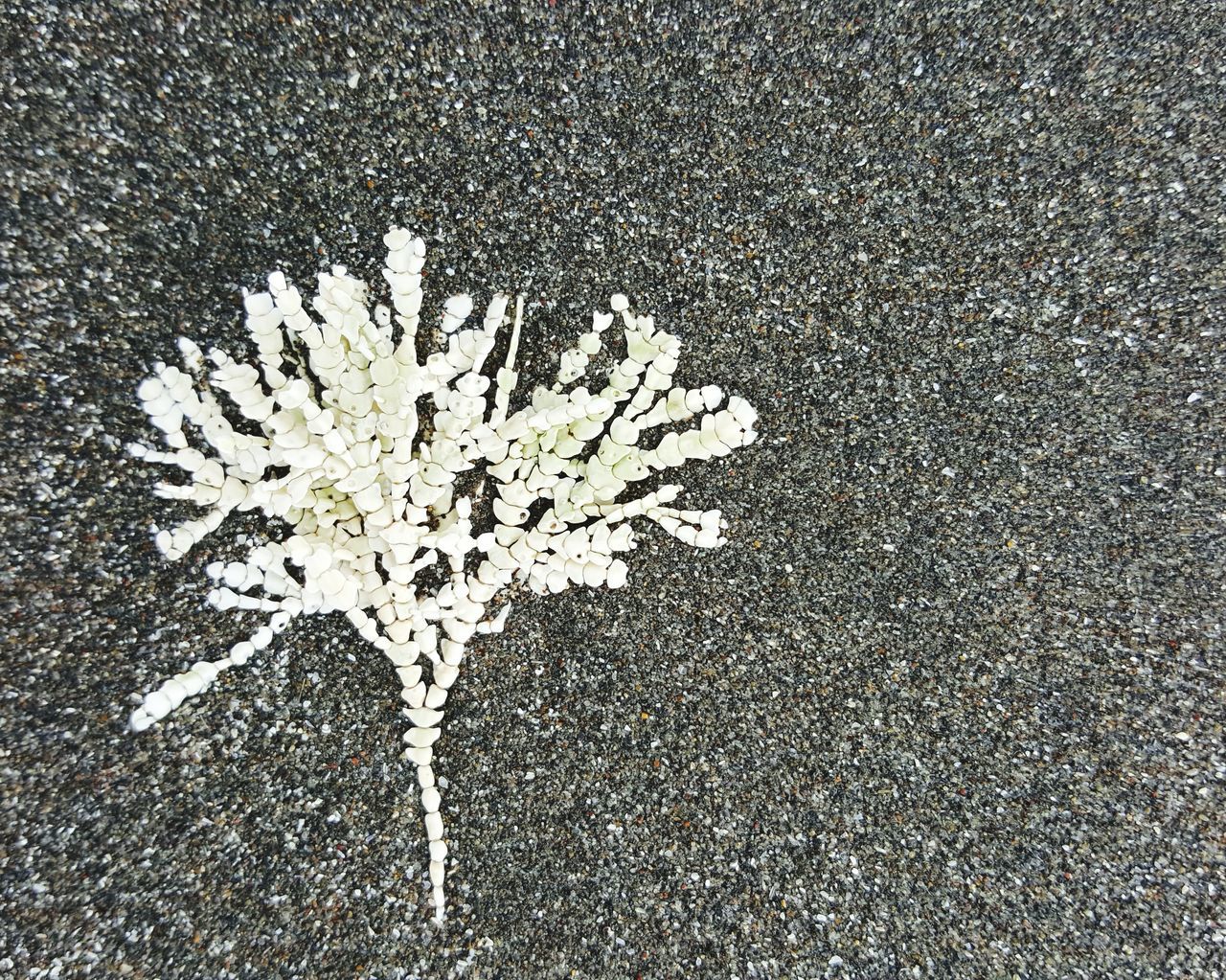 high angle view, asphalt, street, road, white color, nature, season, day, textured, outdoors, no people, close-up, leaf, backgrounds, weather, wet, flower, full frame, fragility, pattern