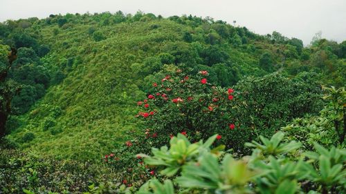 View of plants and trees