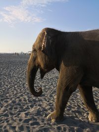 Side view of elephant on beach