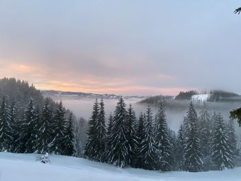 Trees on snow covered landscape against sky during sunset