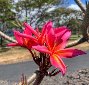 Close-up of pink flowering plant