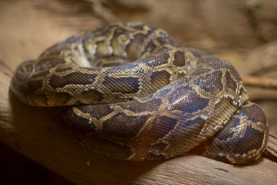 Close-up of snake