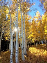 Close-up of autumn trees in forest