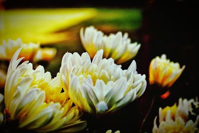 Close-up of white flower