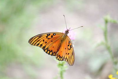 Butterfly pollinating flower