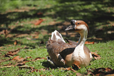 Close-up of duck on field