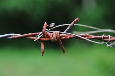 Close-up of barbed wire